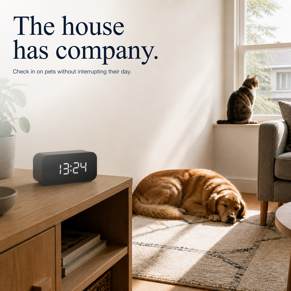 Nextguard live view clock monitoring a dog and cat at home